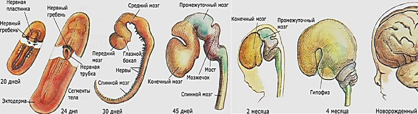 Рисунок 1. Стадии развития головного мозга человека. Источник: https://teach-in.ru/file/synopsis/pdf/the-brain-how-it-works-M.pdf