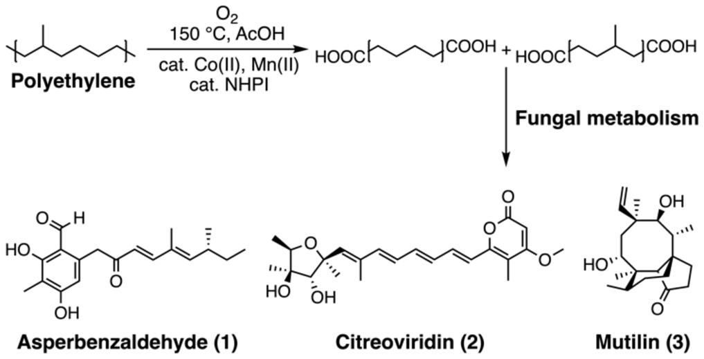 Необычный дуэт: переработка пластика в сырье для фармацевтики с помощью грибов - 2 Необычный дуэт: переработка пластика в сырье для фармацевтики с помощью грибов - 2