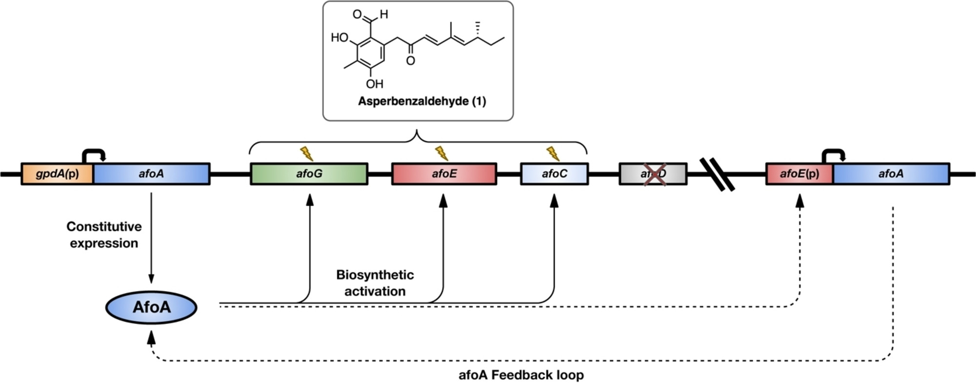 Необычный дуэт: переработка пластика в сырье для фармацевтики с помощью грибов - 4 Необычный дуэт: переработка пластика в сырье для фармацевтики с помощью грибов - 4