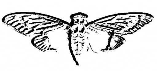 Cicada 3301: кого и куда должны были отобрать загадки таинственной «Цикады»? Часть 1 - 18
