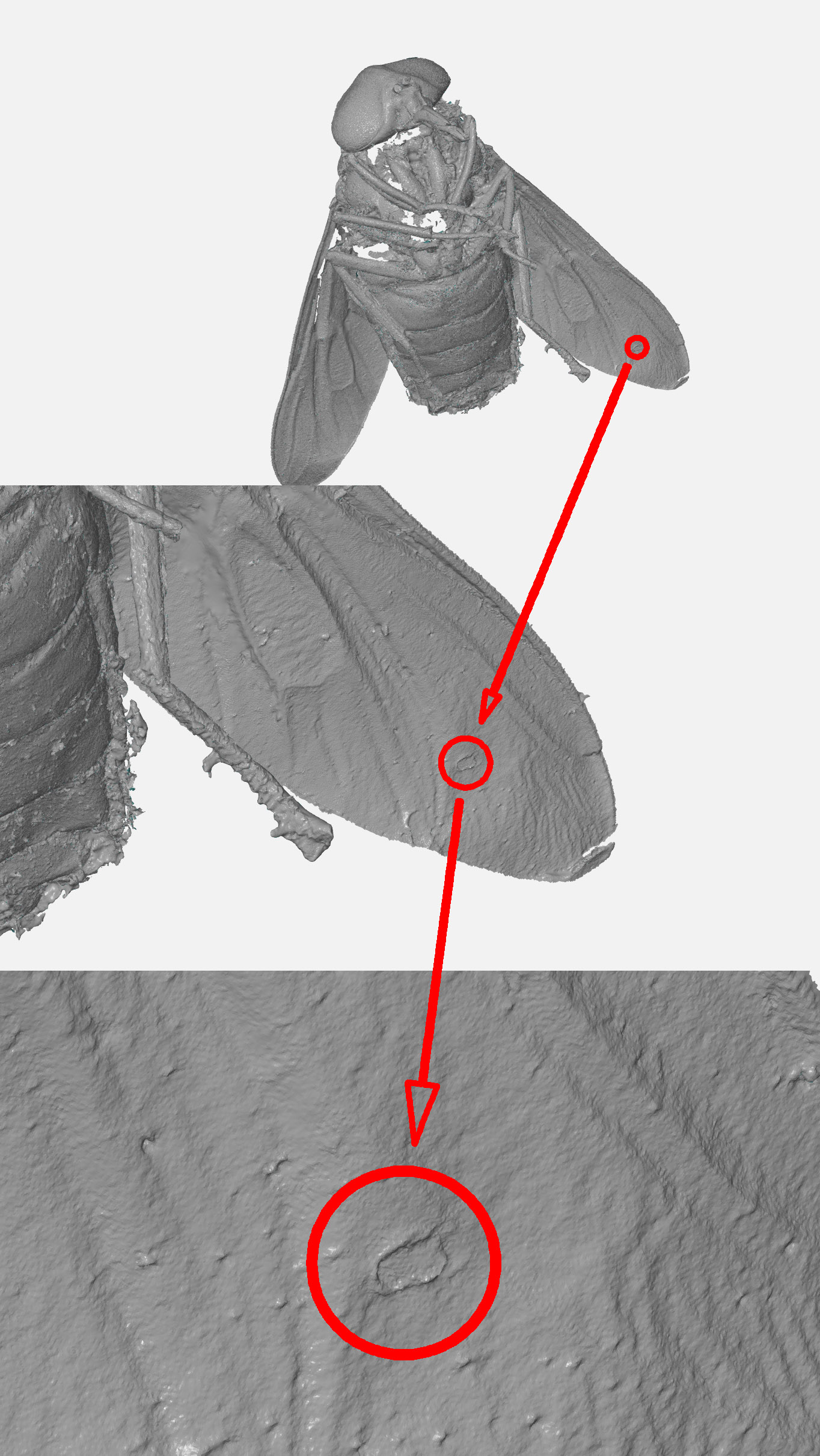 Рис 1. Геометрическая особенность на левом крыле овода. Результирующая сетка треугольников с разрешением 0.01 мм. Длина тела овода 22.3 мм.