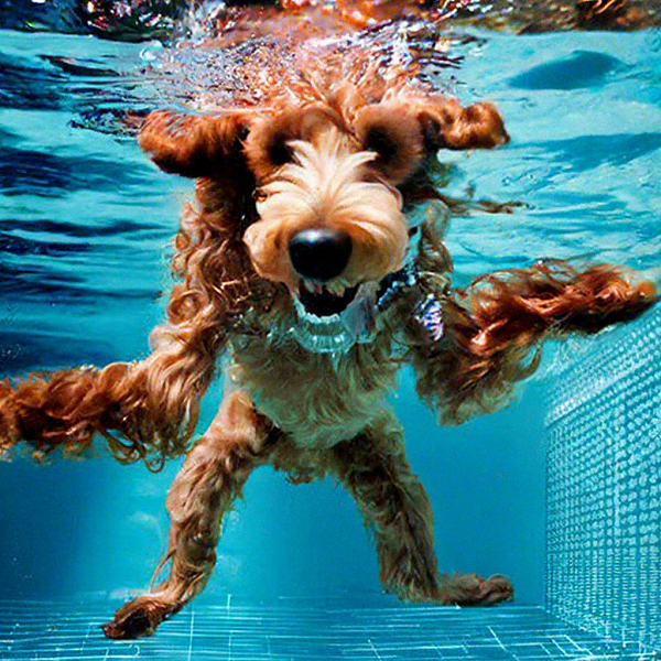 Яндекс выпустил &laquo;Шедеврум&raquo;: уже можно опробовать нейросеть для генерации картинок