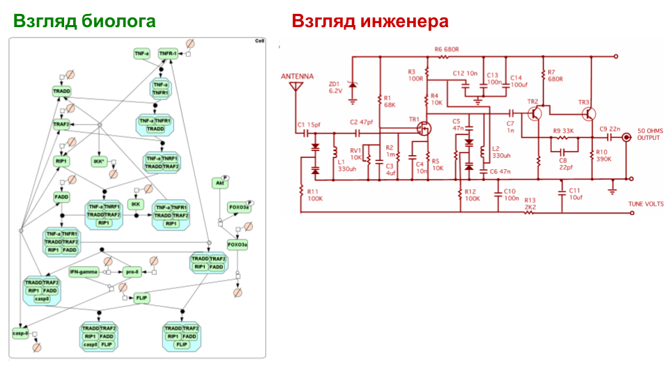 Схемы биолога (фрагмент пути регуляции контролируемой клеточной гибели-- апоптоза) и инженера вполне сопоставимы.