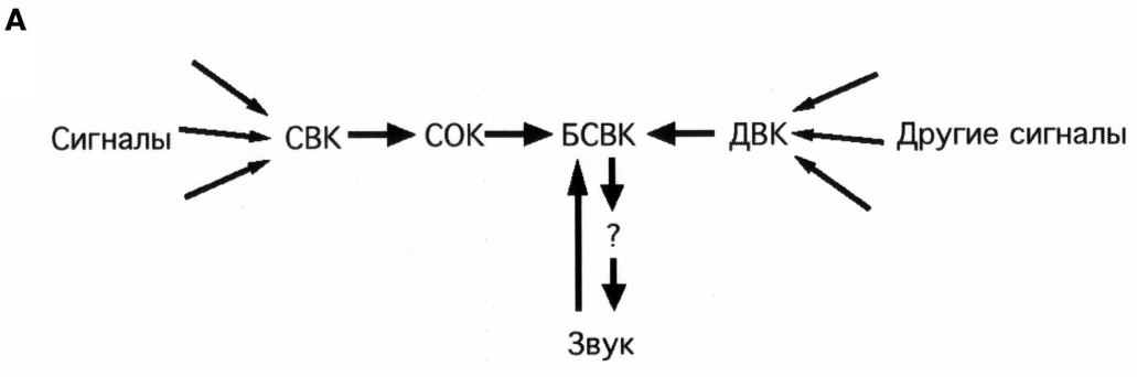 Схема радиоприемника с точки зрения биолога (рис. 3А., Лазебник, 2003).