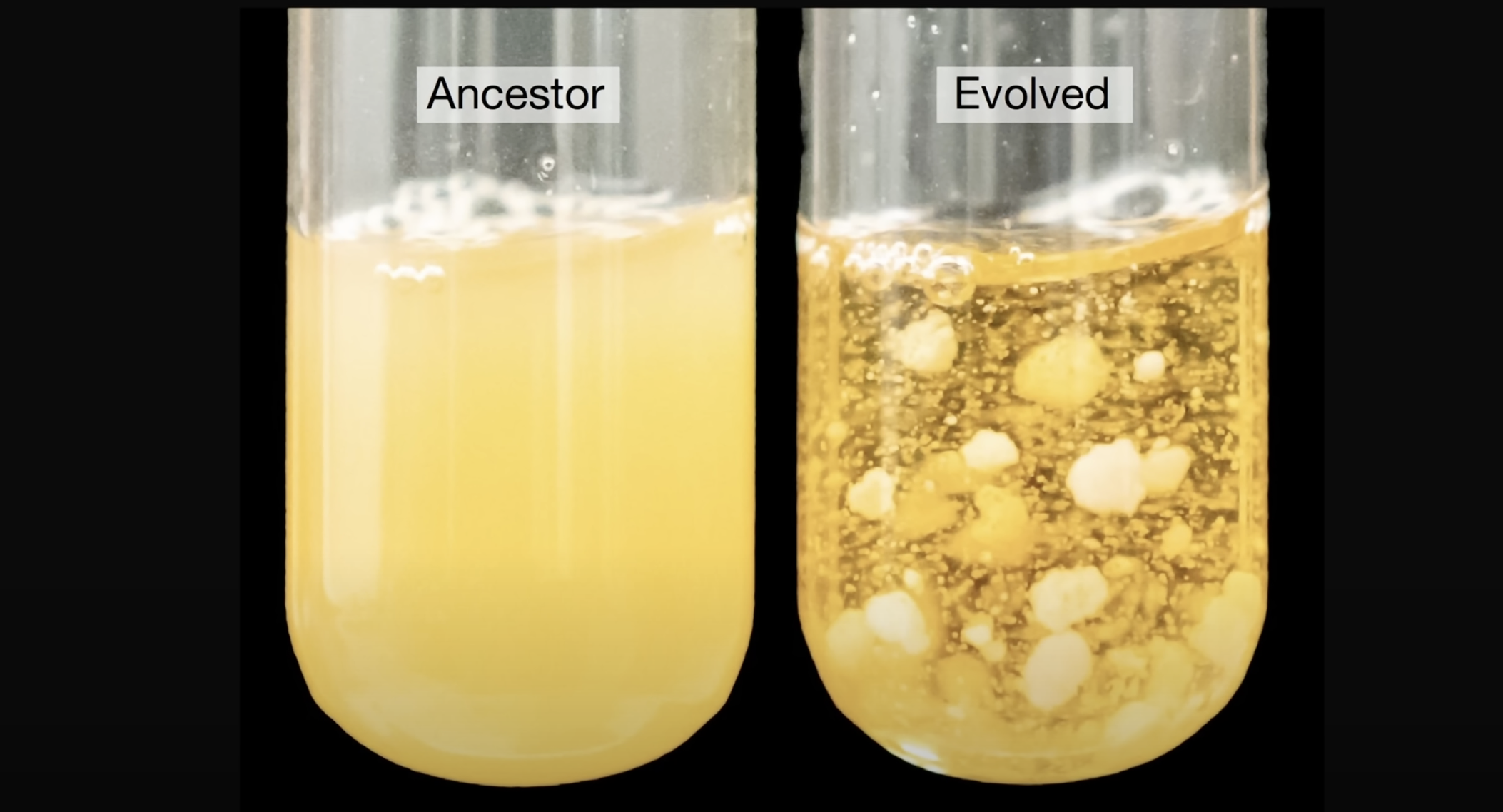В лаборатории впервые воспроизвели эволюцию многоклеточного организма, создав многоклеточные дрожжи за 600 дней - 1 В лаборатории впервые воспроизвели эволюцию многоклеточного организма, создав многоклеточные дрожжи за 600 дней - 1