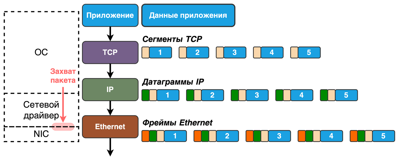 tcpdump собирает данные между интерфейсом драйвера сетевой карты (NIC) и вторым уровнем (layer 2) OSI