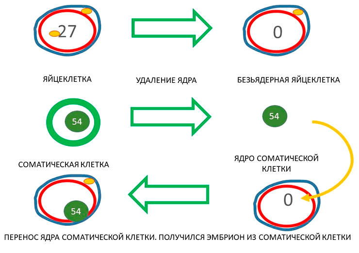 Как люди мамонта клонировали - 10