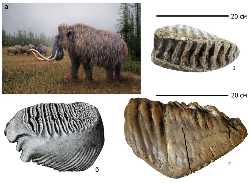 Как люди мамонта клонировали - 8
