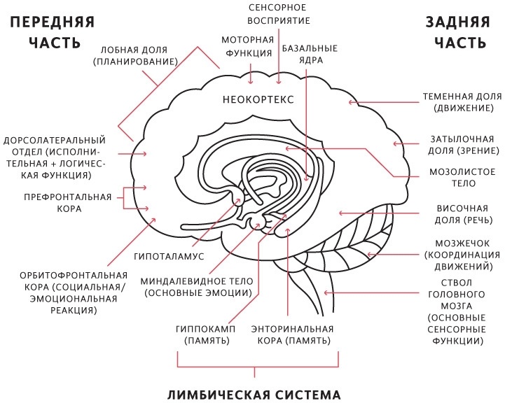 Сны разума: что общего у сновидений с работой нейросетей? - 10