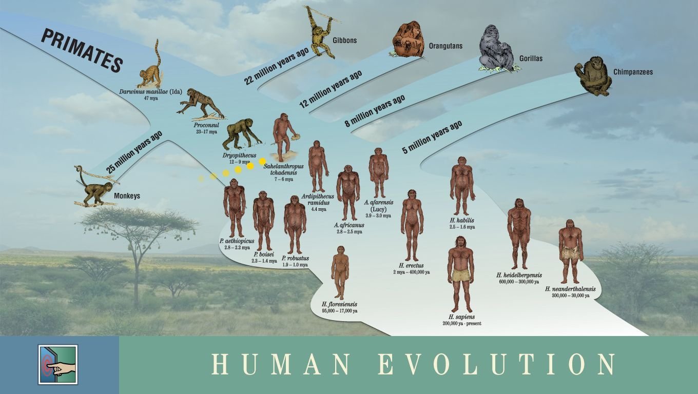 Мое перерождение в древо эволюции 181. Эволюция человека хомо сапиенс. Древо эволюции человека Антропогенез. Родословная человека Антропогенез схема. Дерево хомо сапиенс.
