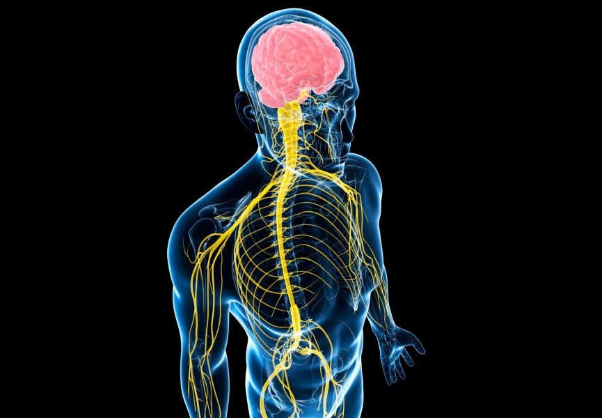 Большое затылочное отверстие, оно же foramen magnum — место перехода головного мозга в спинной. Спинной мозг расположен в позвоночном канале, образованном, соответственно, позвонками. Эти костные структуры соединены друг с другом при помощи суставов. Задачу амортизации выполняют межпозвоночные диски.
