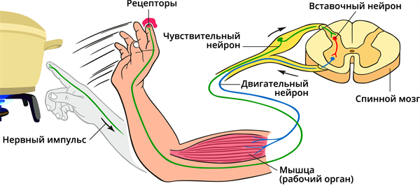 Под вставочным нейроном понимается та нервная клетка, которая связана только с другими нейронами. В этом состоит её отличие от чувствительных и двигательных нейронов.