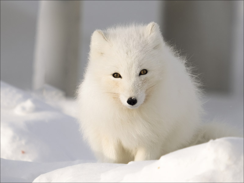 День толстой полярной лисички: как построены наши кризисные группы - 1