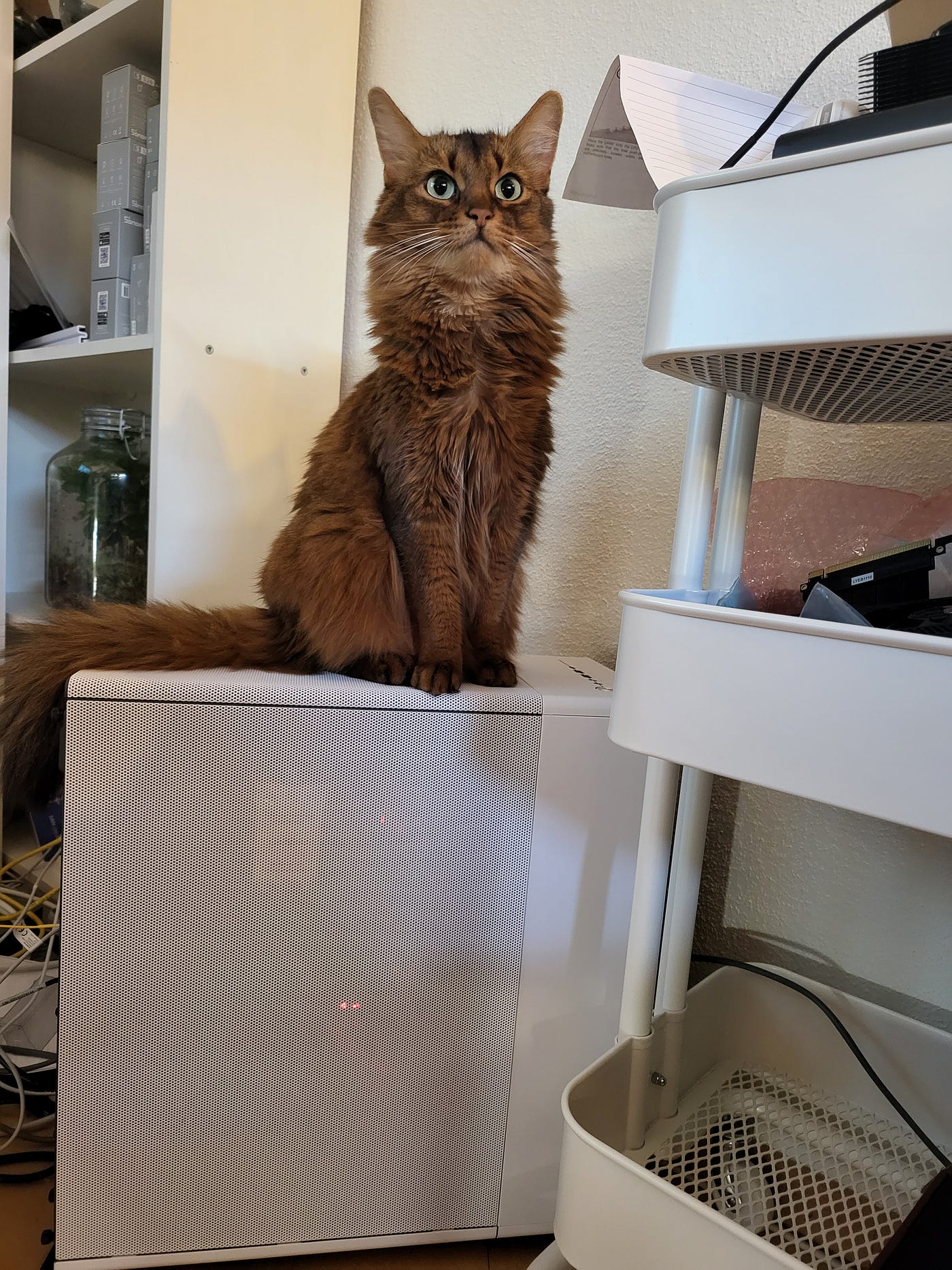 Dark Ginger Cat (Somali) sits on top of a PC