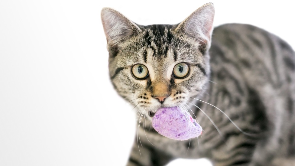 Известная, но очень странная кошачья повадка: кошки, приносящие игрушку — это эволюционная загадка - 1