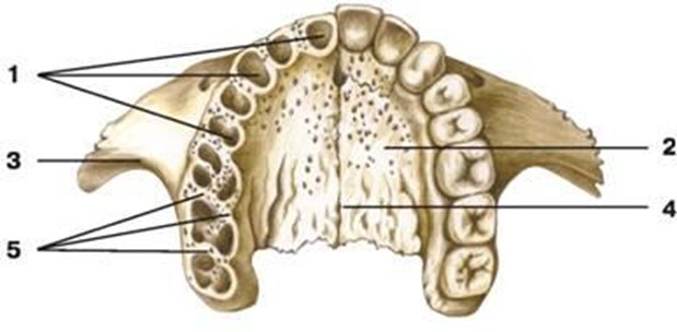 Про нашу регенерацию - 13 image