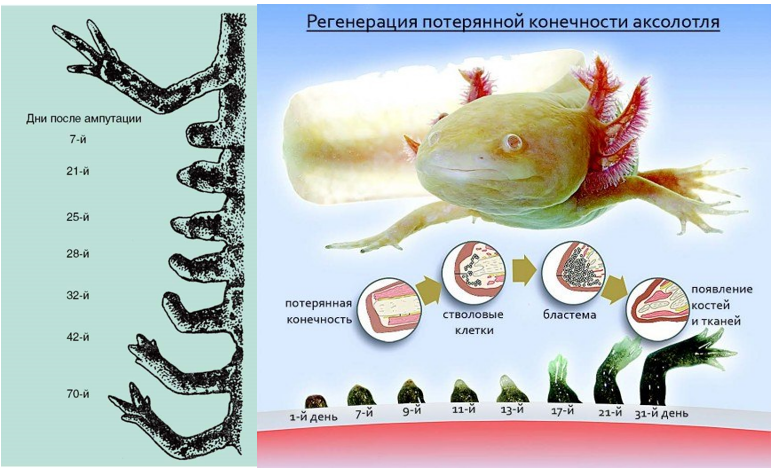 Про нашу регенерацию - 3 image