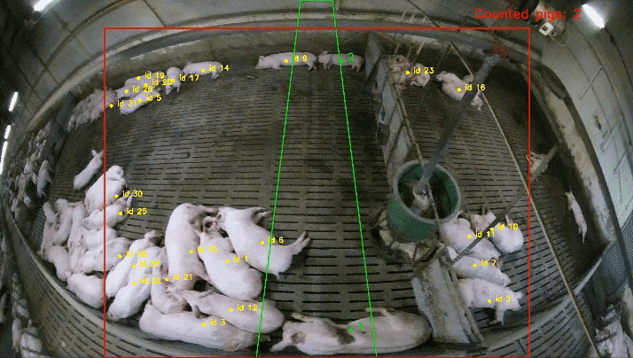 ML в животноводстве. Как ГК «Русагро» училось считать поголовье свиней - 6