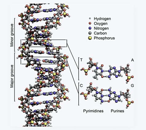 Всего 1000 евро, и вы получаете карту с нитями ДНК, на которой можно хранить... 1 КБ данных - 3 Всего 1000 евро, и вы получаете карту с нитями ДНК, на которой можно хранить... 1 КБ данных