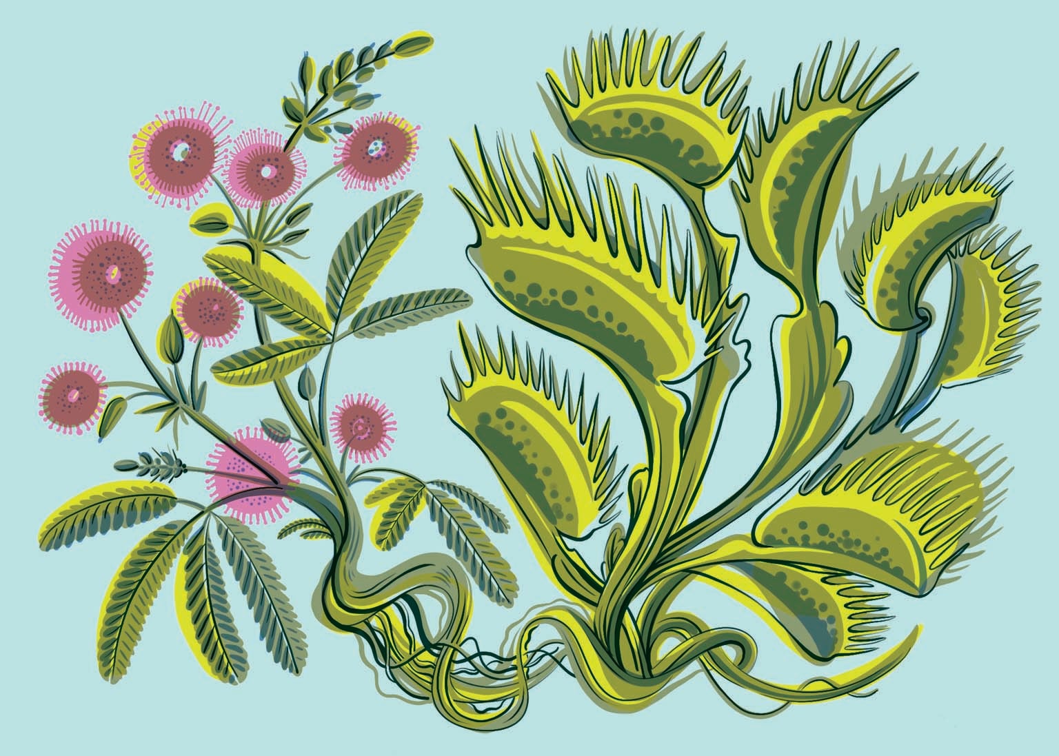 Растения используют биоэлектричество для общения и разных действий. Если потрогать сенсорный волосок на венерианской мухоловке (справа), а мухоловку соединить проводом с мимозой стыдливой (слева), листья на мимозе свернутся и завянут.