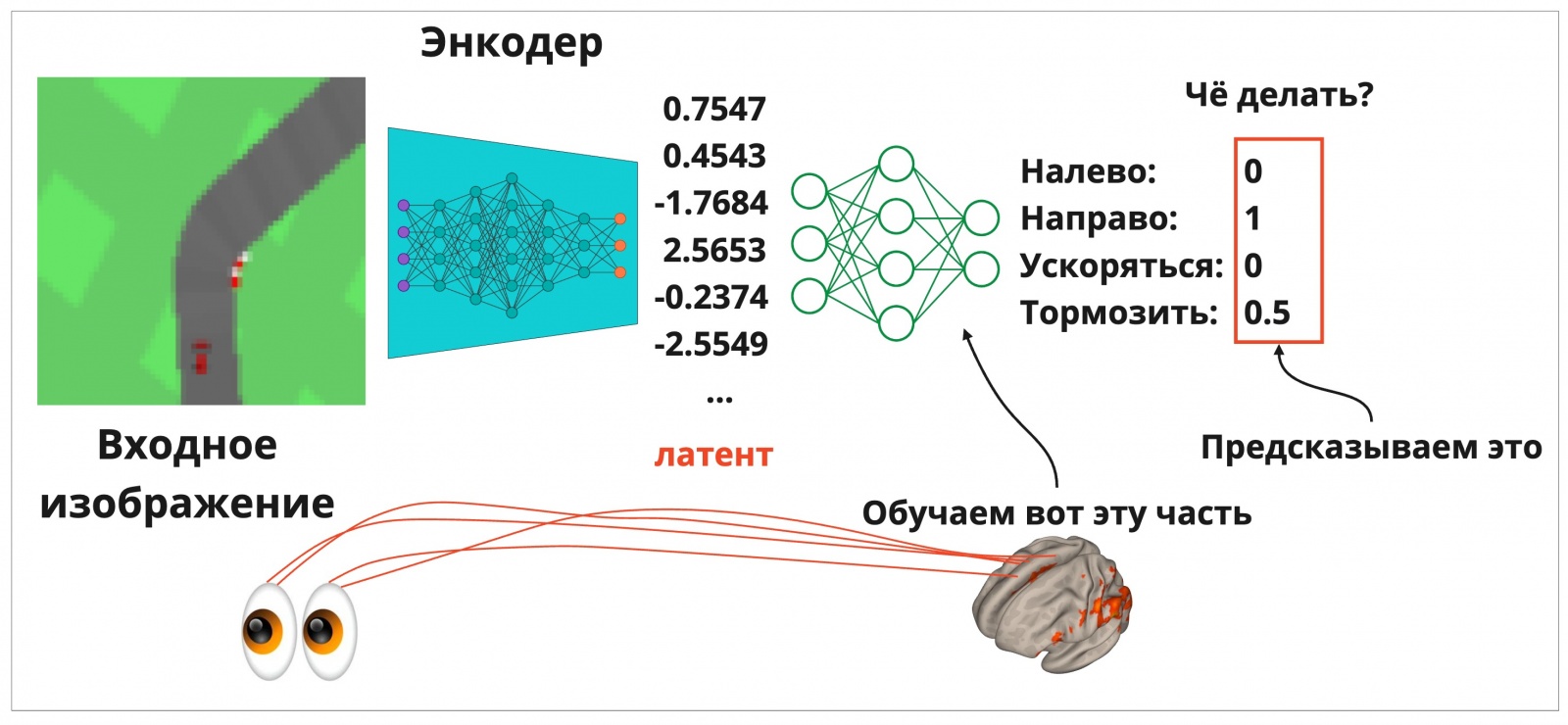 Подаваемое в энкодер изображение трассы преобразуется в короткий числовой сигнал (латент). Нейронка («мозг») учится понимать, что нужно делать с рулем и педалями в зависимости от подаваемого сигнала — так, чтобы больше быть похожей на Михаэля Шумахера, а не на пьяного соседа Михал Палыча, лишенного прав. 