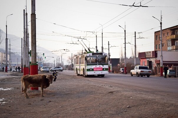 Троллейбус в киргизском Нарыне пущен в 1994 г. Используется он почти исключительно для перевозки школьников (за головой коровы виден голосующий ребёнок) и в летние каникулы не работает. Фото Petr Bystroň