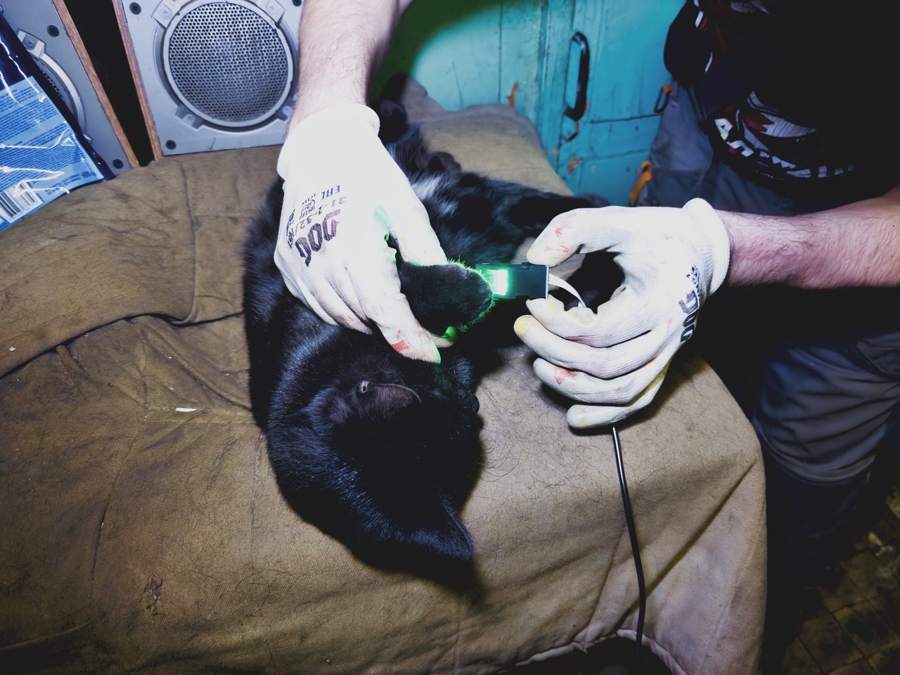 Сканер отпечатков кошачьих носиков - 6