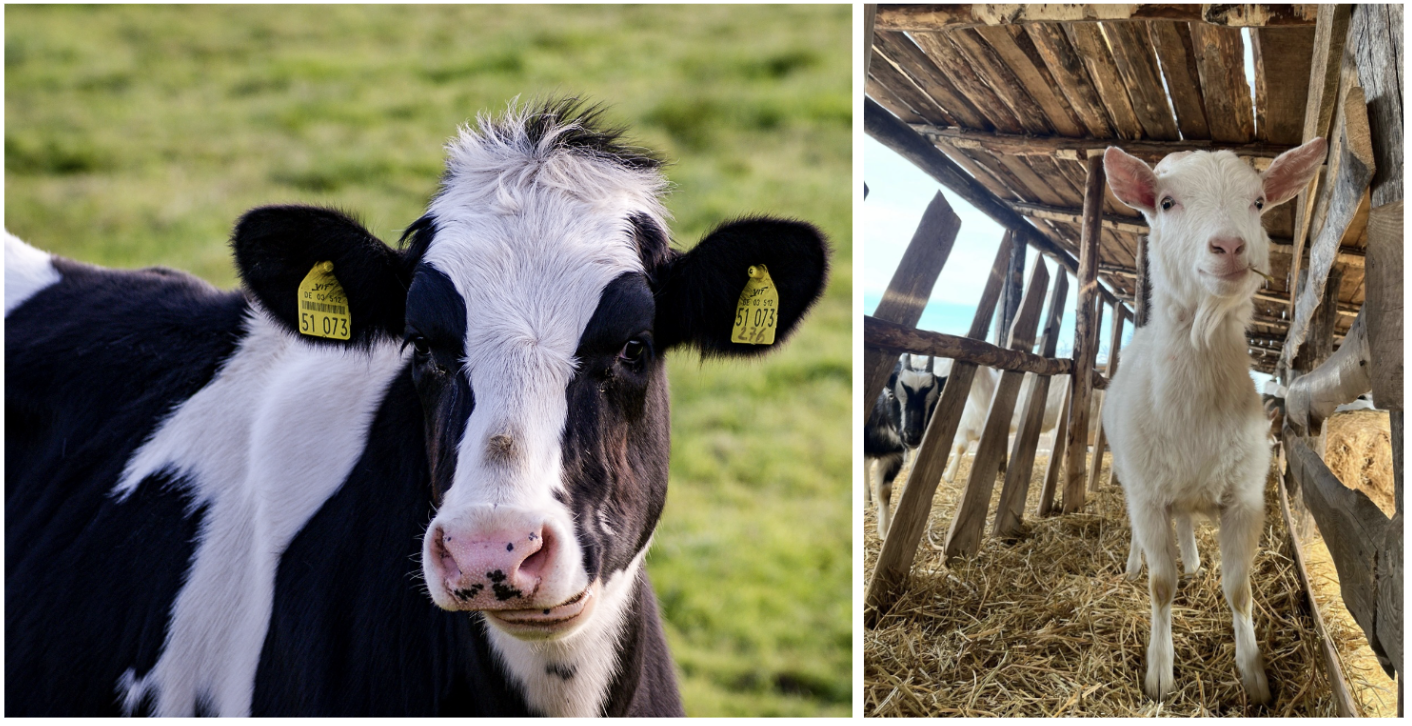 Слева до 15л молока в день, справа – 3л в день. Поэтому корова – коммерческое животное, а коза нет. Корова стоит 70к, если непонятно будет ли молоко, дойная стоит 180к. За козу берут 5 000.
