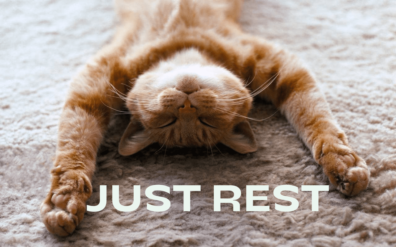 REST API на котиках - 1