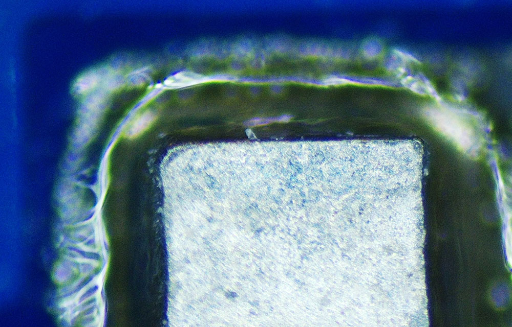 Моё лучшее вложение 13 тыс. рублей (какой ботаник без микроскопа?) - 18 Моё лучшее вложение 13 тыс. рублей (какой ботаник без микроскопа?) - 18