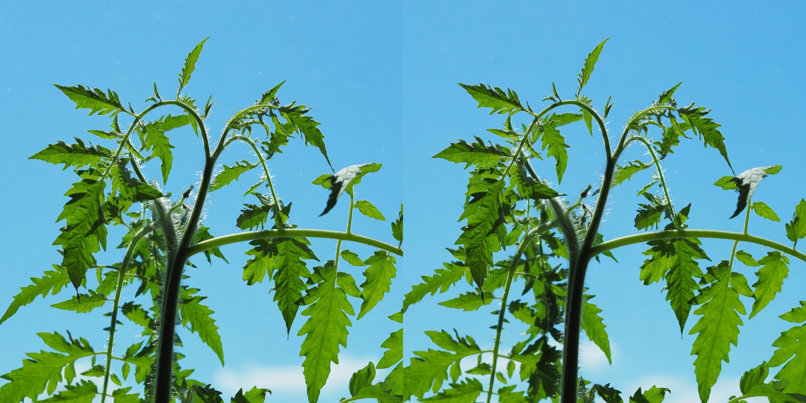 Любительская стереосъёмка - 29 Любительская стереосъёмка - 29