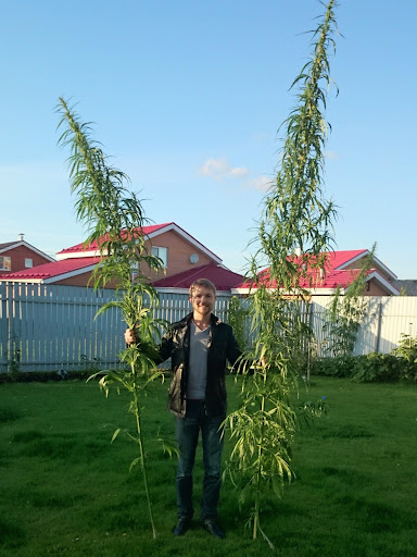 Очень солнцелюбивое растение Очень солнцелюбивое растение