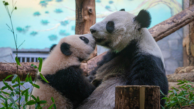 Посмотреть на бегемота Ксюшу и панду Катюшу: Московский зоопарк запустил онлайн-трансляции из вольеров - 1 Посмотреть на бегемота Ксюшу и панду Катюшу: Московский зоопарк запустил онлайн-трансляции из вольеров
