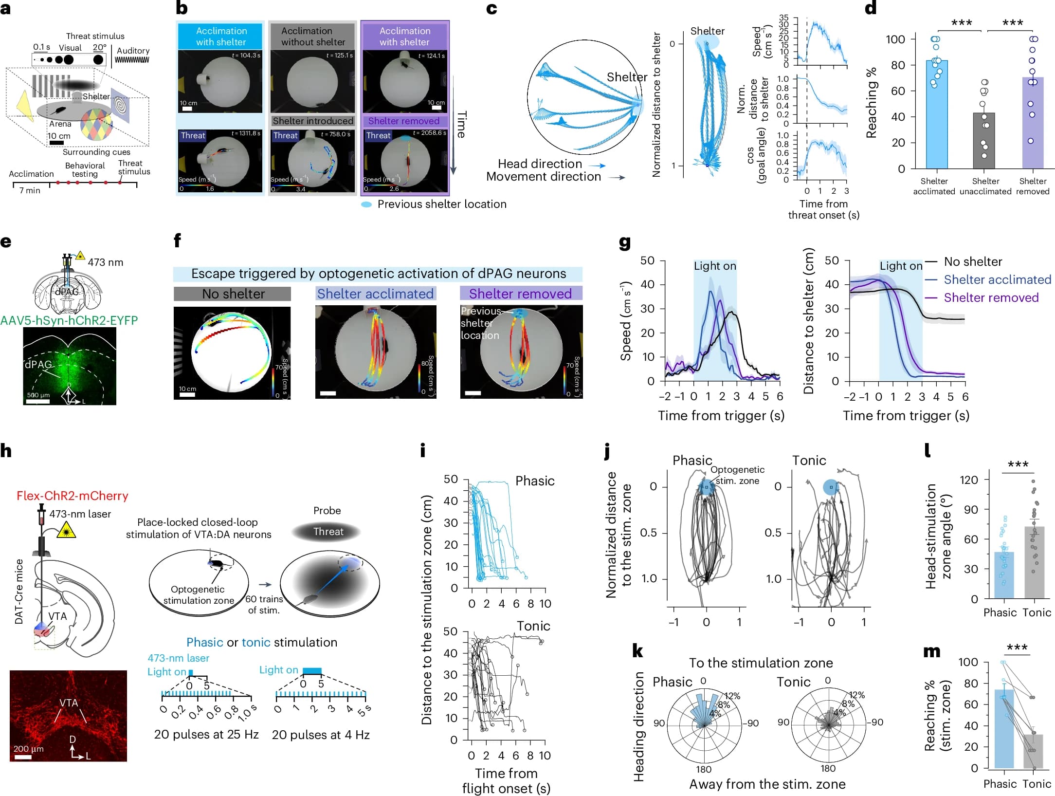 Память и локомоция: восстановление памяти через оптогенетическую активацию - 2 Память и локомоция: восстановление памяти через оптогенетическую активацию - 2