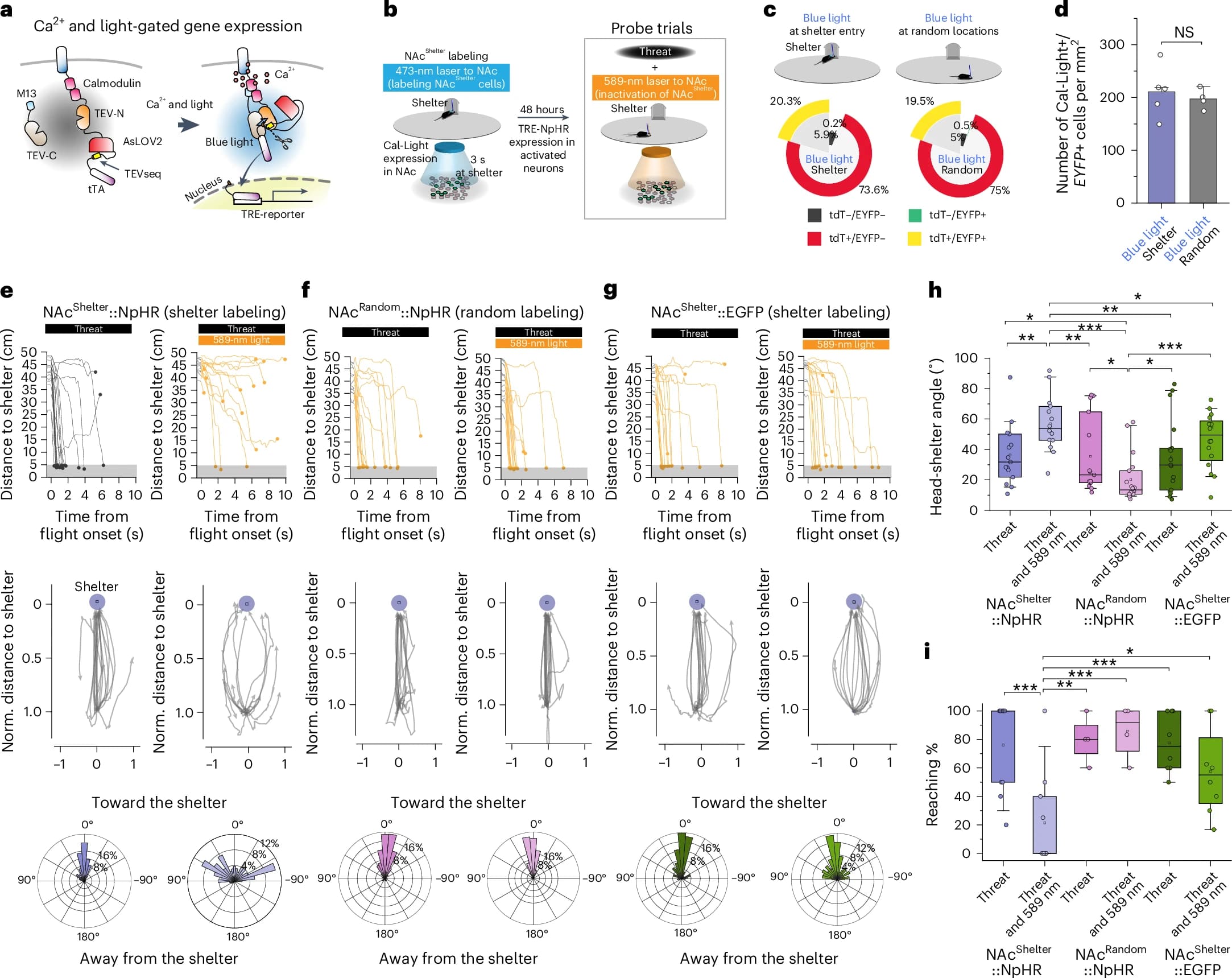 Память и локомоция: восстановление памяти через оптогенетическую активацию - 6 Память и локомоция: восстановление памяти через оптогенетическую активацию - 6