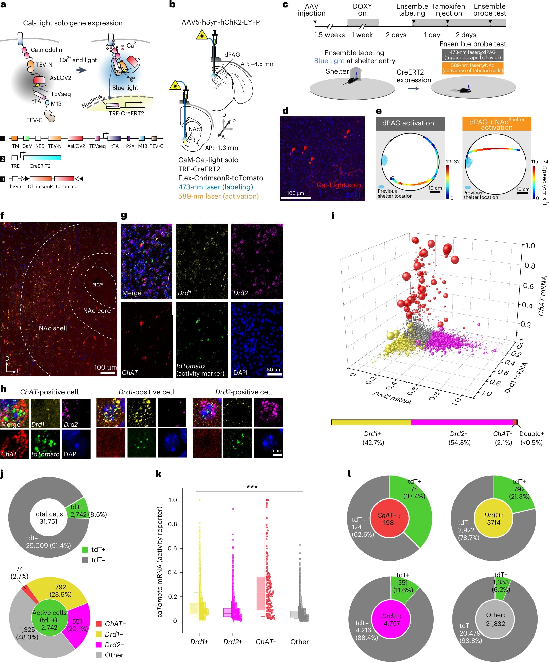 Память и локомоция: восстановление памяти через оптогенетическую активацию - 8 Память и локомоция: восстановление памяти через оптогенетическую активацию - 8