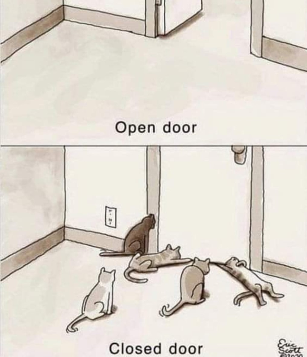 Почему кошки ненавидят закрытые двери: что выяснили ученые - 2 Почему кошки ненавидят закрытые двери: что выяснили ученые - 2