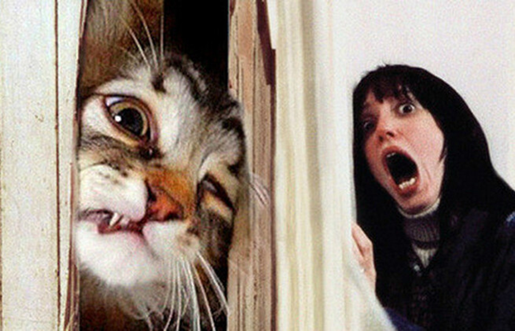 Почему кошки ненавидят закрытые двери: что выяснили ученые - 1 Почему кошки ненавидят закрытые двери: что выяснили ученые - 1