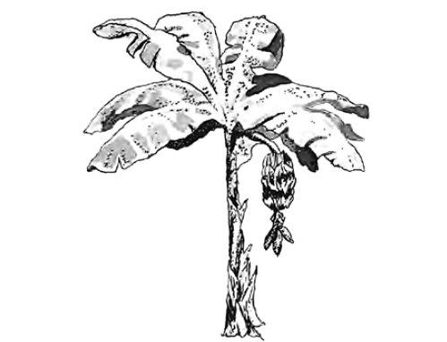 Книга: «Разрушители. Грибки и грядущая пандемия» - 2 image