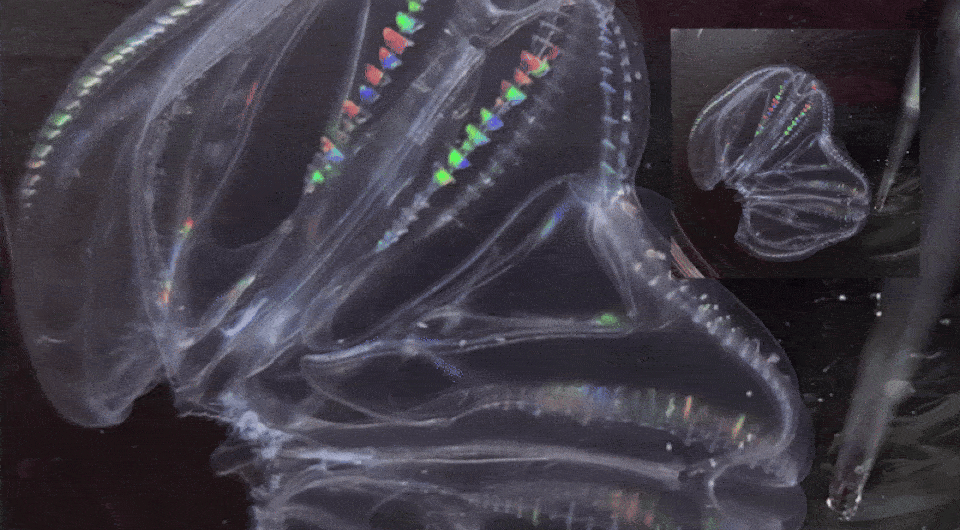 Два в одном: как древние морские существа спасаются от гибели, сливаясь в единое нечто - 3 Два в одном: как древние морские существа спасаются от гибели, сливаясь в единое нечто - 3