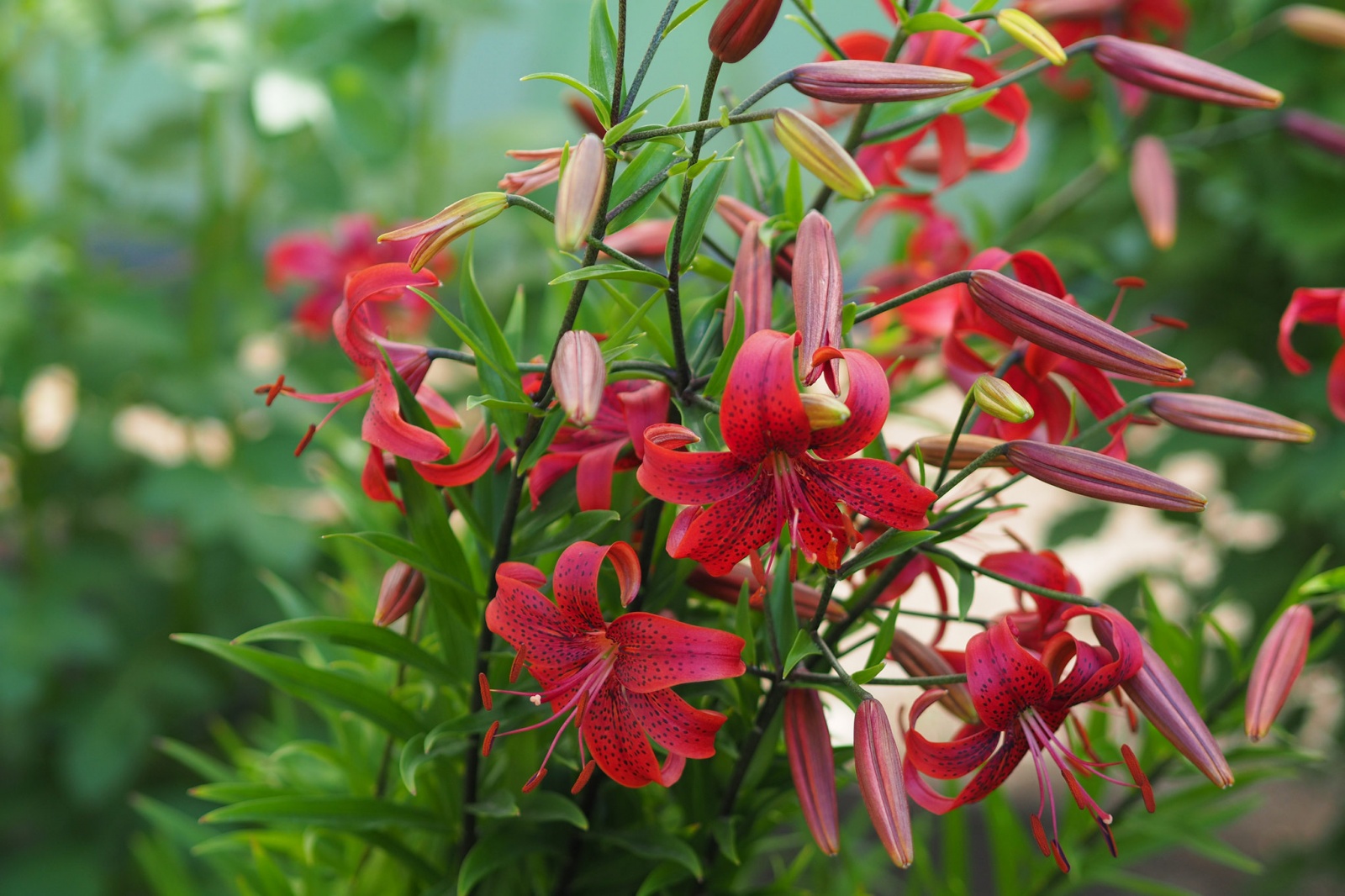 Почему я люблю фотокамеру Olympus? - 31 Почему я люблю фотокамеру Olympus? - 31