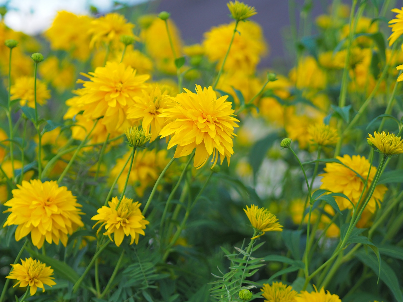 Почему я люблю фотокамеру Olympus? - 33 Почему я люблю фотокамеру Olympus? - 33