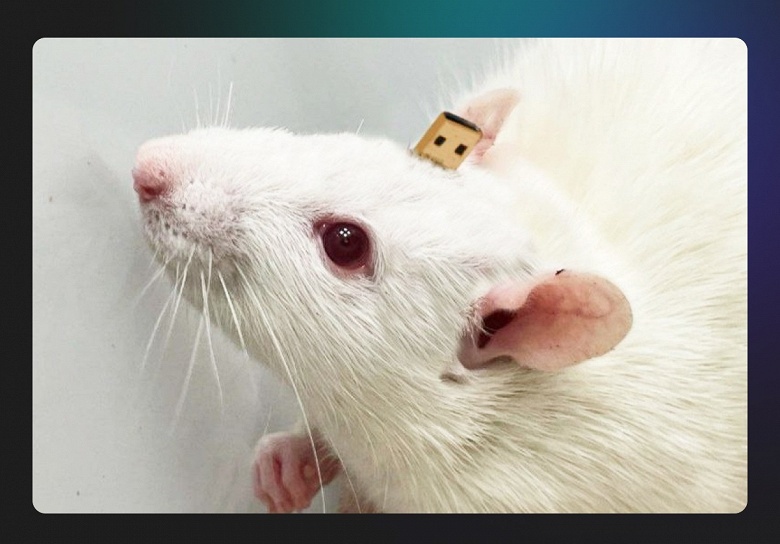 Российская биотех-лаборатория Neiry представила крысу, которая «умнее большинства людей» - 1 Российская биотех-лаборатория Neiry представила крысу, которая «умнее большинства людей»