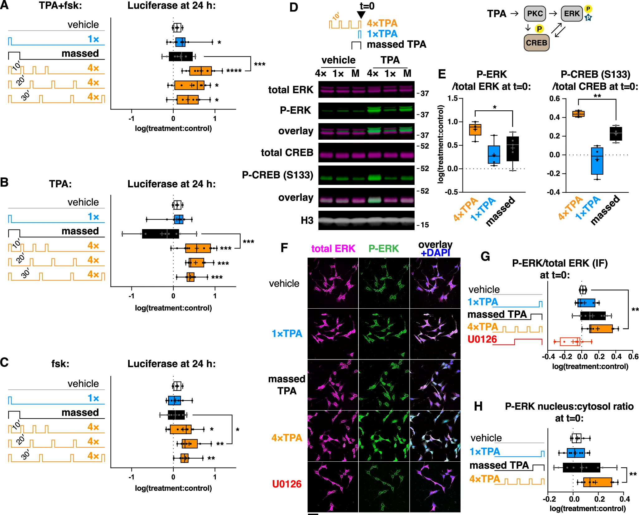 Не мозгом единым: формирование памяти вне клеток мозга - 4 Не мозгом единым: формирование памяти вне клеток мозга - 4