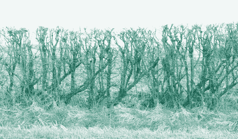 Живая изгородь. Фото: Герт Ван дер Линден.