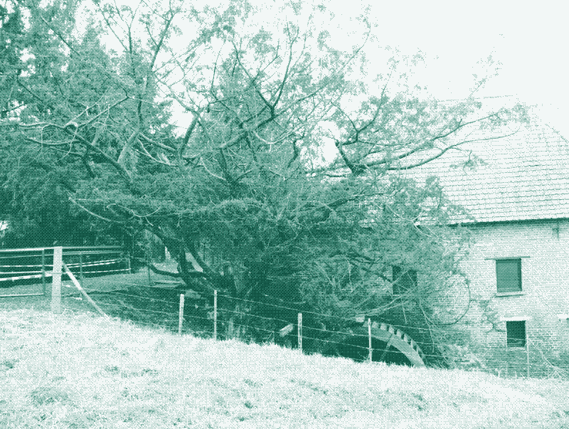 Подстриженное дерево защищает водяное колесо. Кредит: Герт Ван дер Линден.