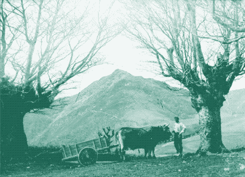 Транспортировка дров в Стране Басков. Источник: Заметки о опросах: Руководство по передовому опыту опросов. Гипускоака Форум Алдундиа-Форальный депутат Гиузкоа,