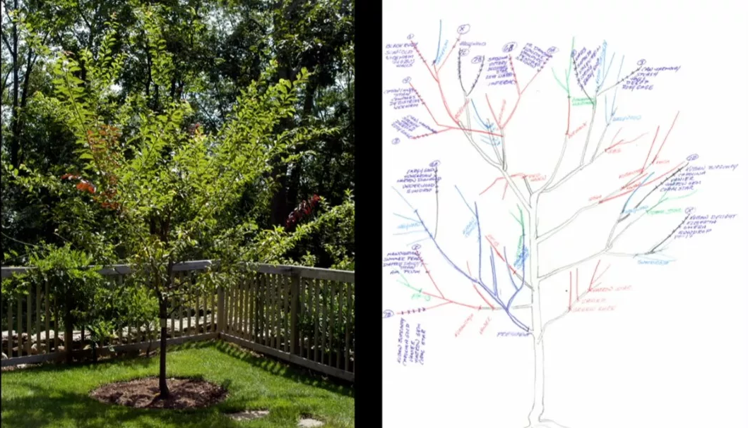 "Дерево Франкенштейна", на котором растут 40 разных сортов фруктов