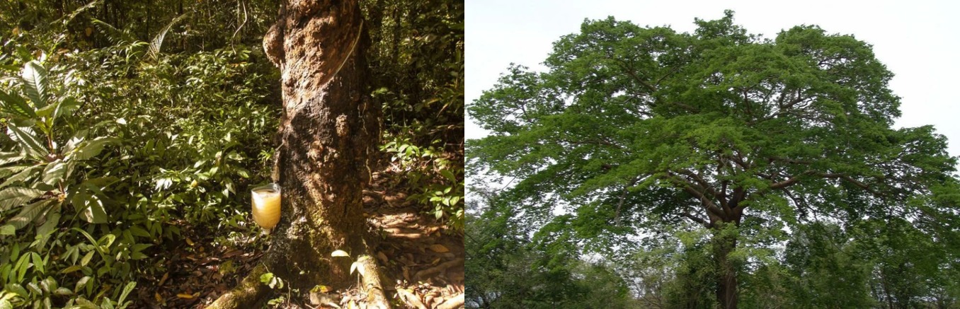  Копаифера (Copaifera langsdorfii )