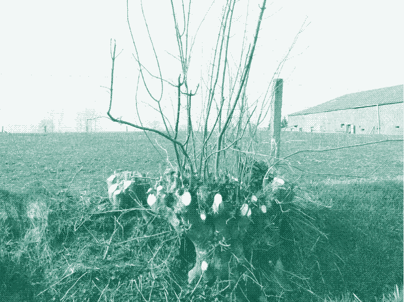 “табуретка” в роще. Фото: Герт Ван дер Линден.